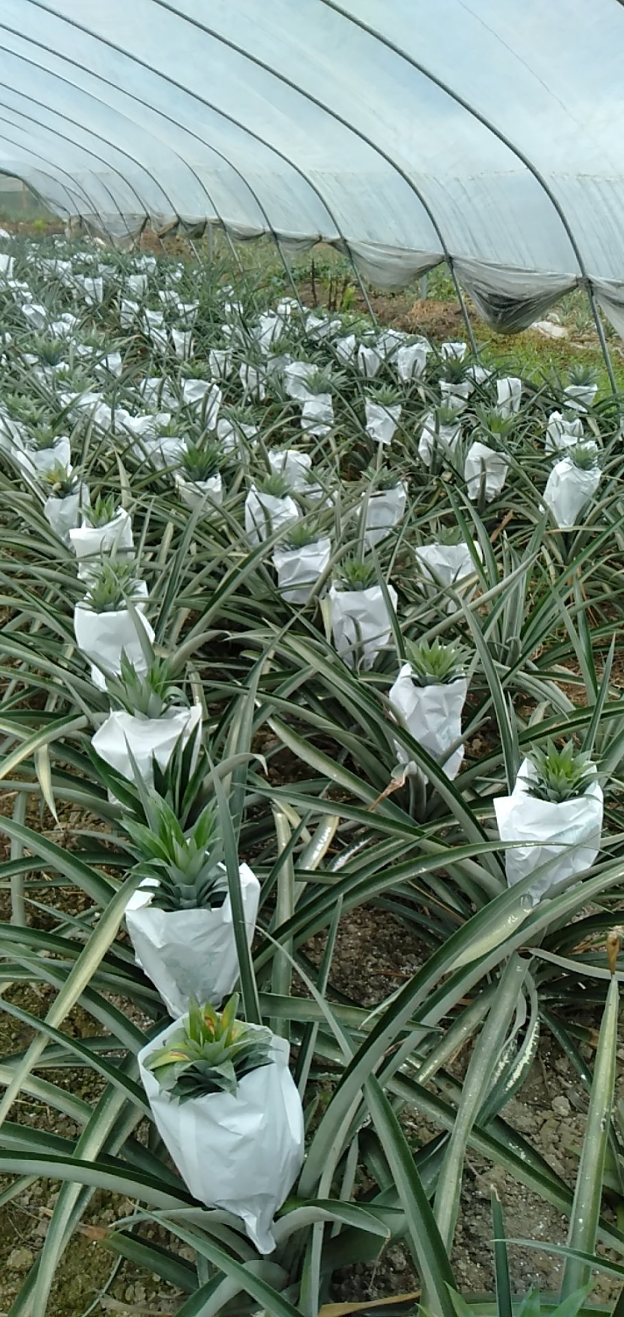 西瓜凤梨苗台湾金砖十六号甜蜜蜜凤梨苗有根包邮好种易活