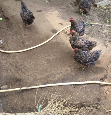 [芦花鸡批发]芦花鸡 下蛋黄金期价格18.00元/斤 - 一亩田