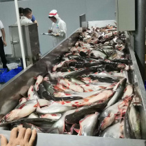 批发价格白肉的