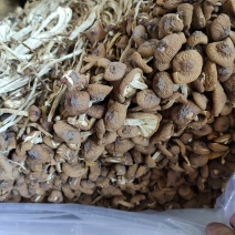 福建古田特产新货茶树菇干货煲汤菌包农家特产量大从优