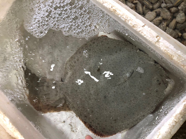 一个配备外部过滤器、加热棒、LED照明和气泵的大型水族箱,水中有多条体色呈深紫色的慈鲷科鱼类游动,底部铺有细砂和沉木,水质清澈透明,温度显示为26.5℃ 观赏鱼养殖水族箱系统