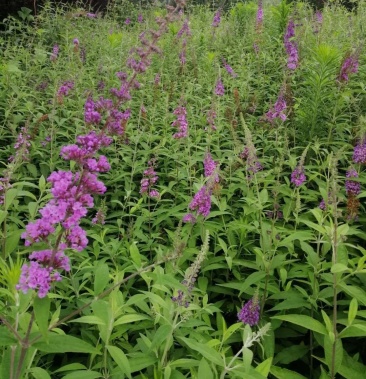 大花醉鱼草,大花醉鱼草杯苗