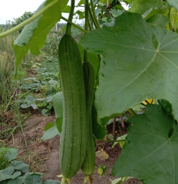 丝瓜传统老种子自产自销土丝瓜可自留种