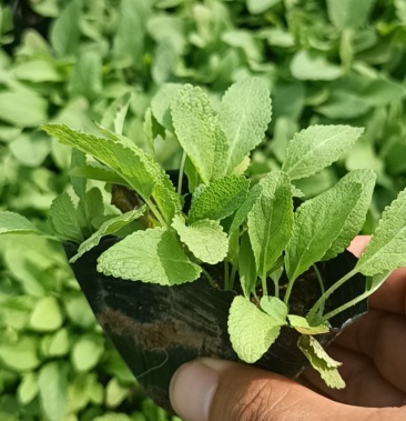 地被鼠尾草,鼠尾草,量大可议价,杯苗成活率高,欢迎咨询