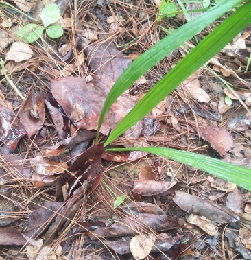 野生小仙茅现挖现发支持快递和物流含量足