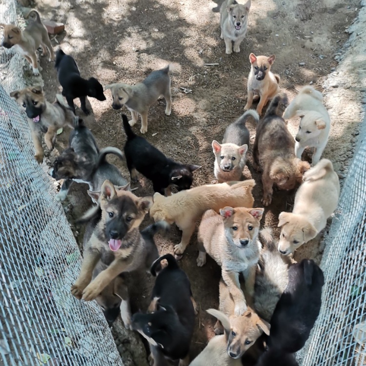 [狗崽批发]湖南永州零陵中华田园犬狗苗价格85.00元/条 - 一亩田