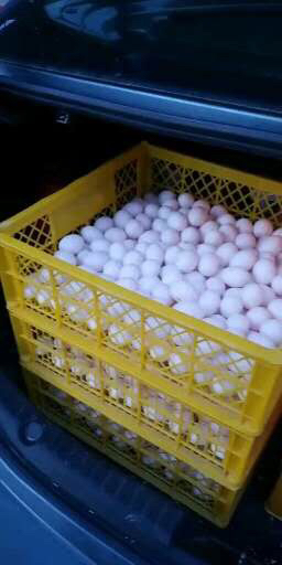 [鸽子蛋批发]大量鸽子蛋.有需要的联系.价格2.80元/个 - 一亩田