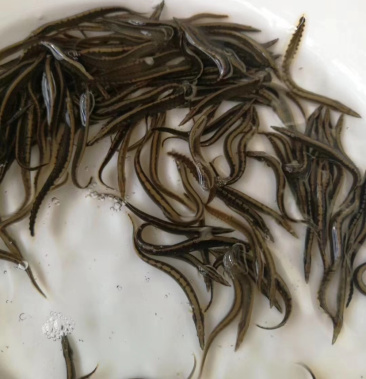 刀鳅苗刀鳅鱼苗刺鳅苗纳锥苗规格齐全保质保量