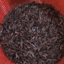 土塘鲺，三黄杂交塘鲺鱼苗