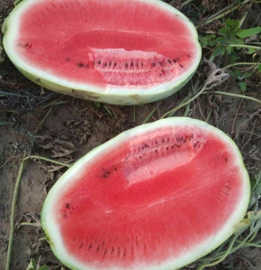 辽北特甜的大绿西瓜上市了