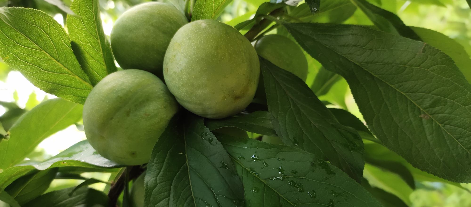 四川青李子果园