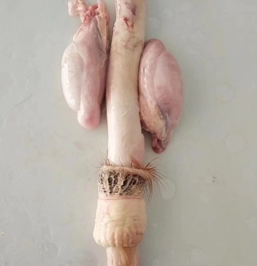 鹿鞭鲜鹿鞭产地直销加酒发货泡酒煲汤炖菜涮锅等