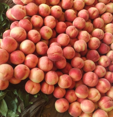 大红岗山,大九号桃子翠甜