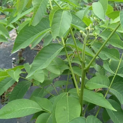 临沂山核桃苗产地行情