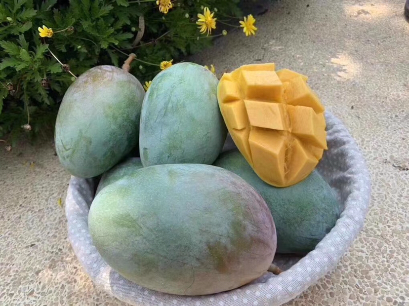 凯特芒切开展示果肉