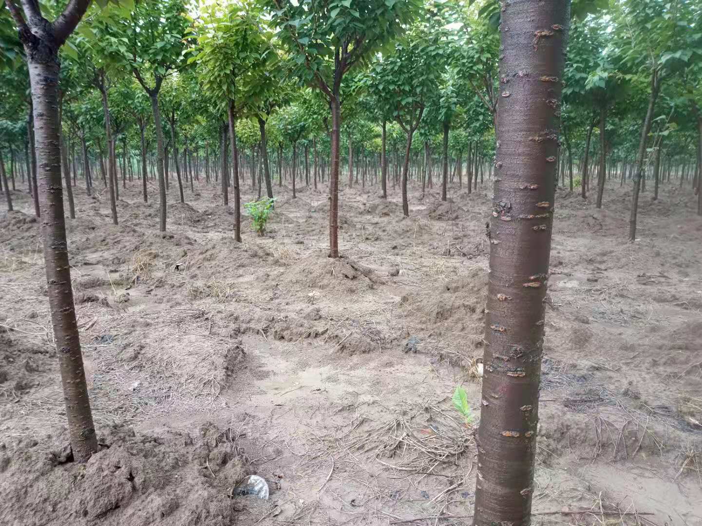 一名技术人员正在对九月脆红李树进行夏季摘心和疏枝作业,树形呈自然开心状,阳光充足,背景可见整齐排列的果树行列,展示规范化管理场景 九月脆红李果园整形修剪现场