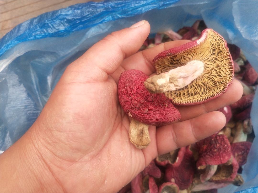 卡通风格插画,展示一个人因食用菌类出现皮肤红疹和打喷嚏的过敏反应 食用菌类导致过敏反应示意图