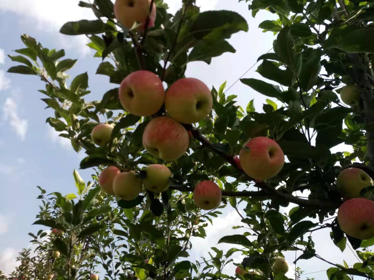 嘎啦苹果采摘现场