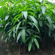 广西灵山芒果实生苗，生长快当天起苗，当天发货