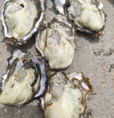 大连长海县三倍体生蚝