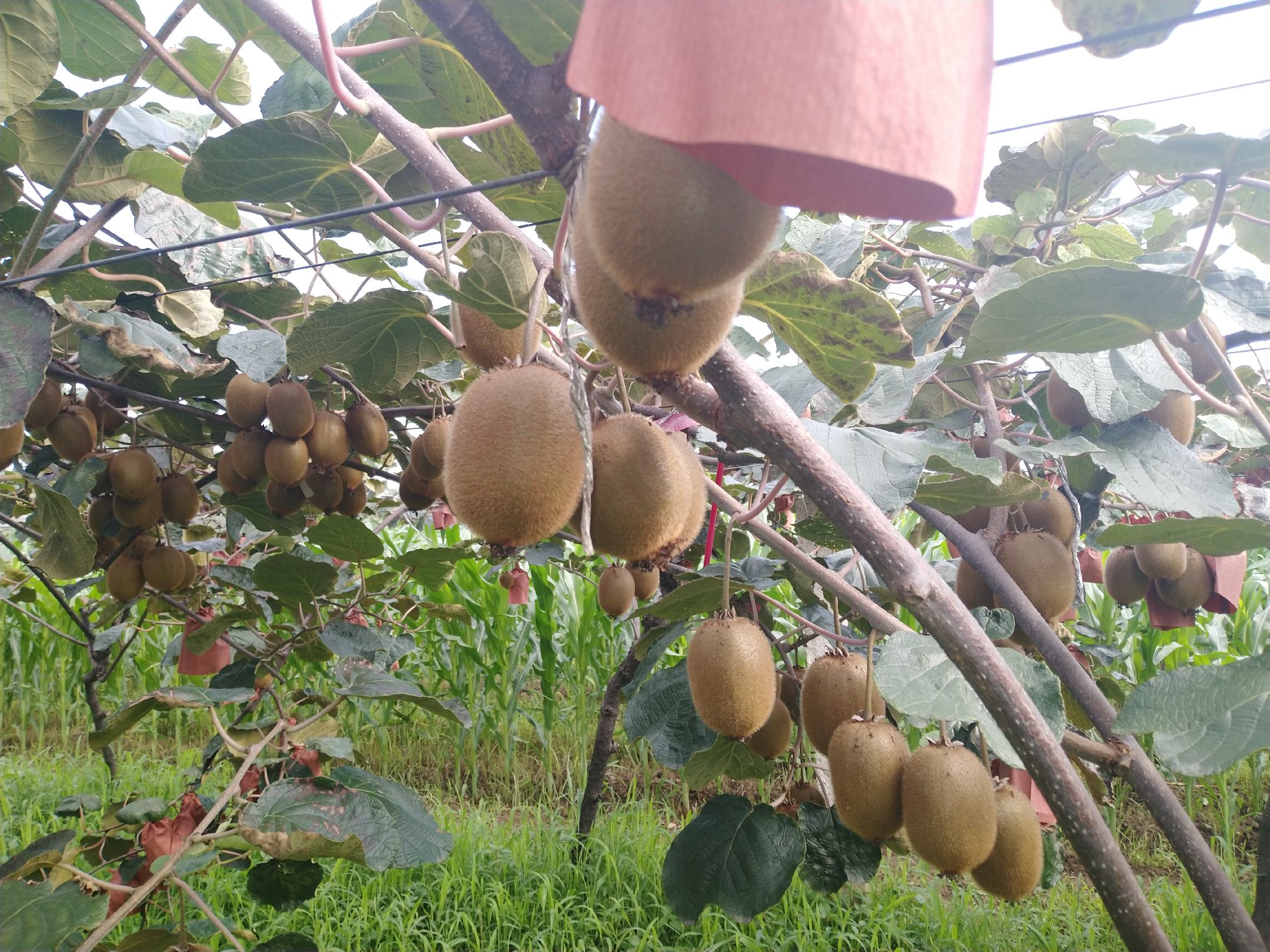 一片整齐规划的猕猴桃果园, rows of kiwi vines trained on trellis systems under clear sky, ripe Hayward kiwifruits hanging on the vines, green foliage, rural agricultural landscape in hilly region, drone view showing large-scale plantation management 海沃德猕猴桃成熟果园航拍图