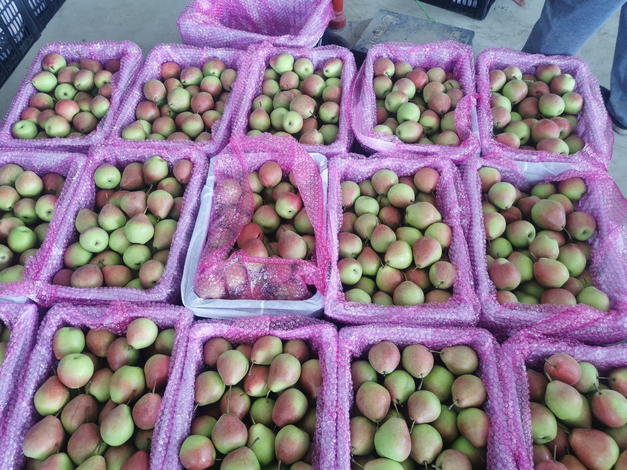 七月红梨包装与礼盒展示