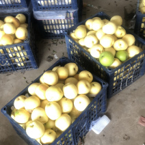 皇冠二级梨皇冠光梨大量现货需要的老板联系我吧