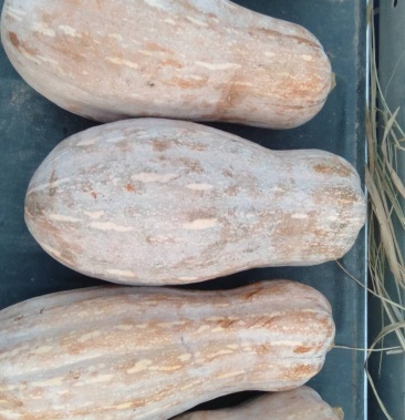 四川简阳蜜本南瓜口感面甜