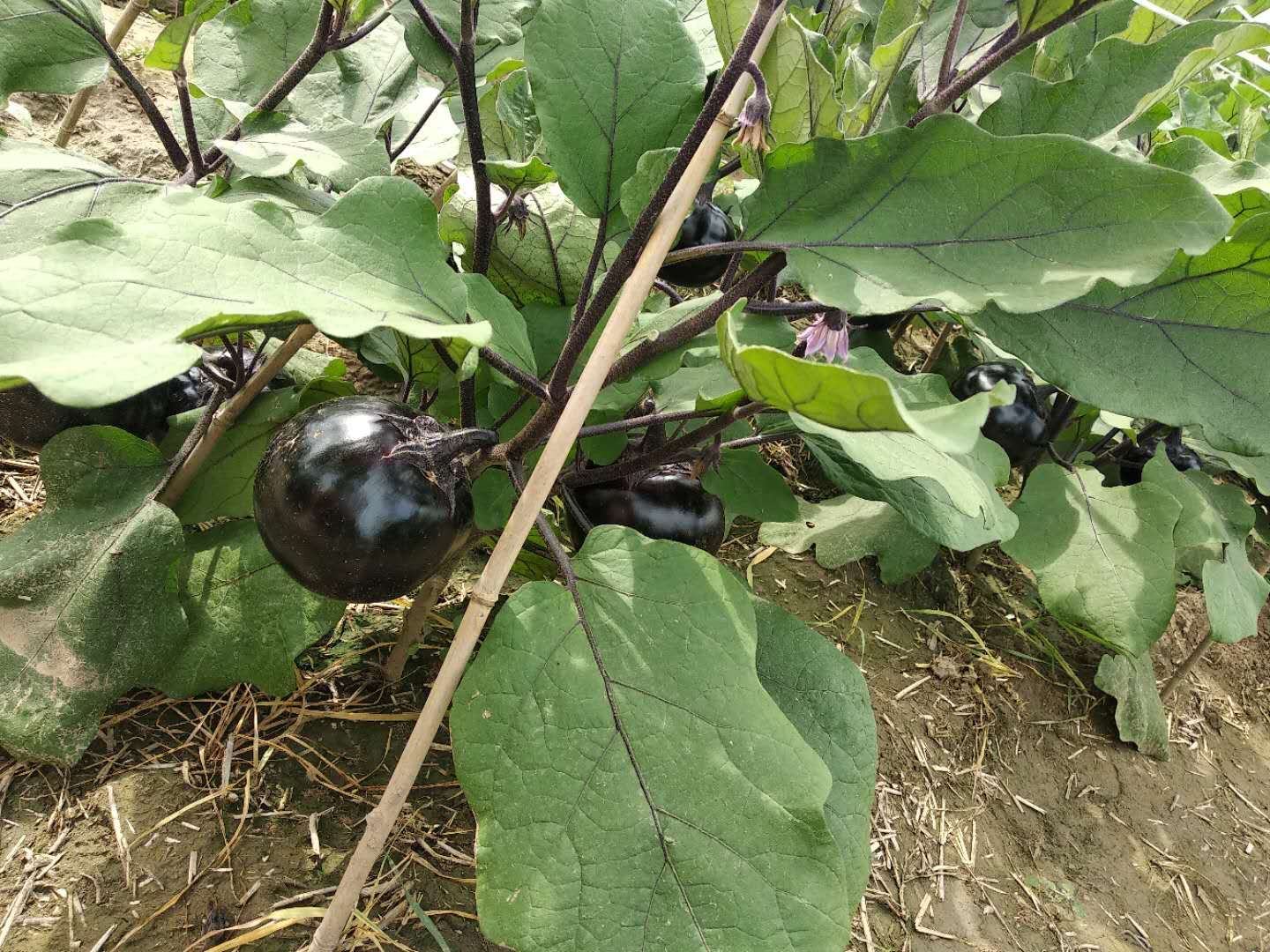 宁夏圆茄田间生长实景图