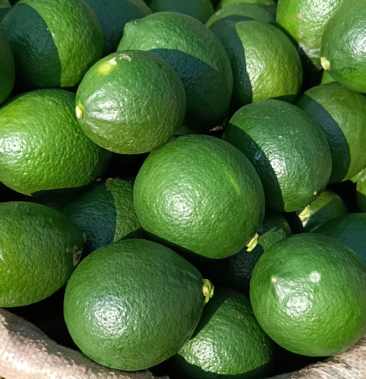 北京青柠檬 每天可供2万斤! 欢迎洽谈