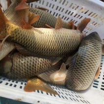 云南玉溪通海县鲤鱼苗优质品相保证成活率可技术指导