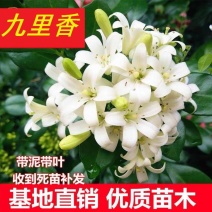 九里香盆栽包邮带花绿植盆栽七里香九里香苗开花香气袭人驱蚊