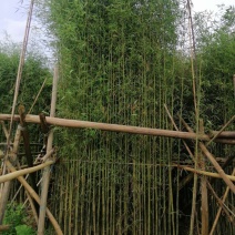 郴州刚竹袋苗，广东刚竹，湖南刚竹