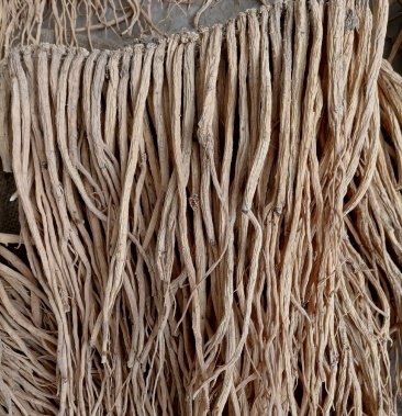 中药根茎类