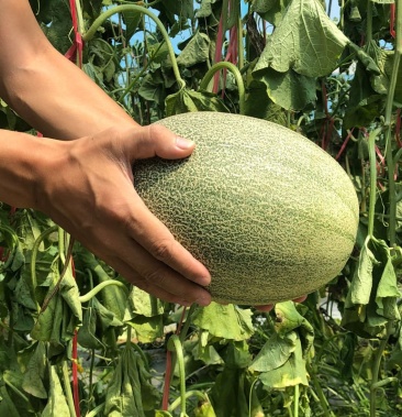 [西州蜜瓜批发]内蒙古哈密瓜西州蜜25号17号价格0.45元/斤 - 一亩田