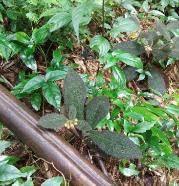 虎舌红全部野生货非种植