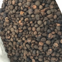 油茶籽，优质品质，保你满意