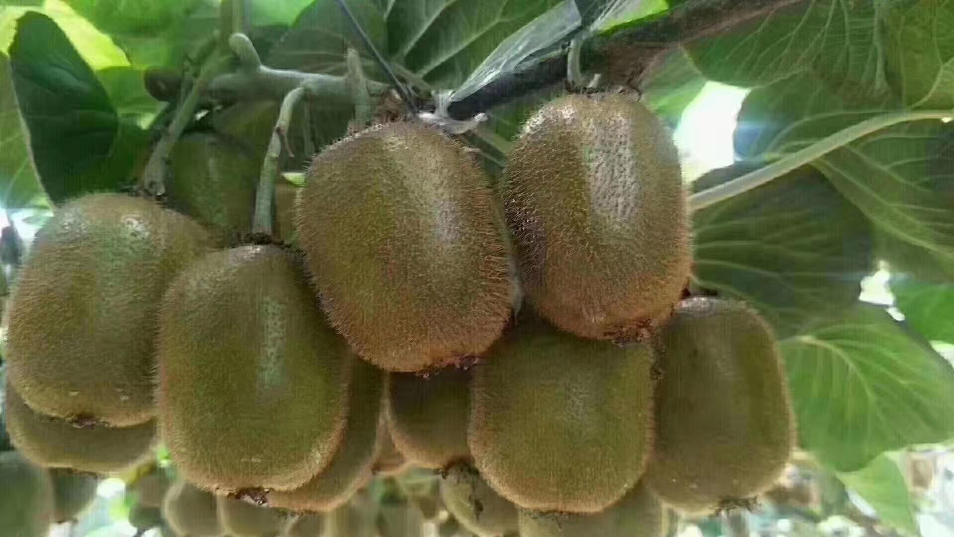 果园中正在采摘猕猴桃的农民