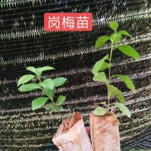 岗梅苗（大量批发）可对接合作社