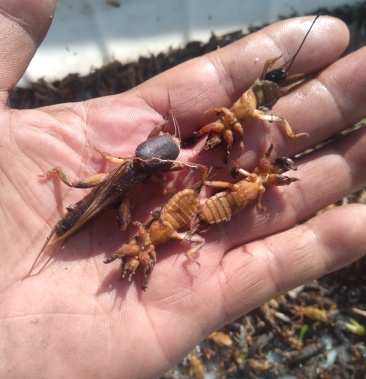 速冻蝼蛄吉林地产2020年新货,新鲜速冻的