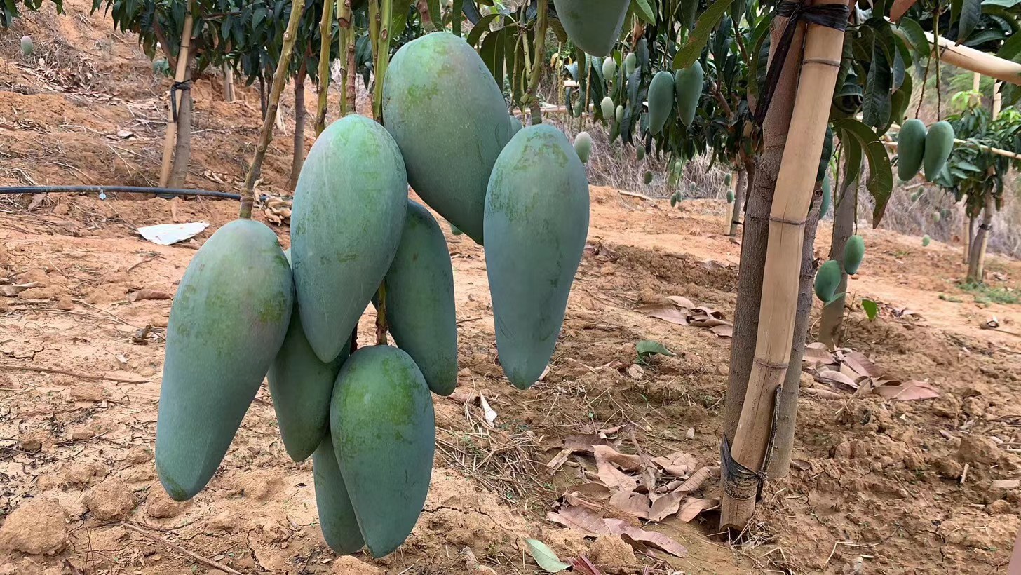 广州大青芒果园全景