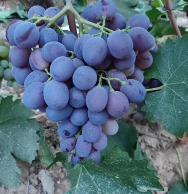 玫瑰香葡萄散串全黑大颗粒