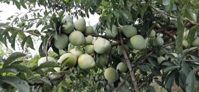 一片绿意盎然的桃形李果园,树上挂满成熟或半成熟的桃形李果实,阳光透过树叶洒在果面上,呈现出金黄色与粉红交织的色泽,果园环境清新自然,远处有农民正在采摘 桃形李果园实景图