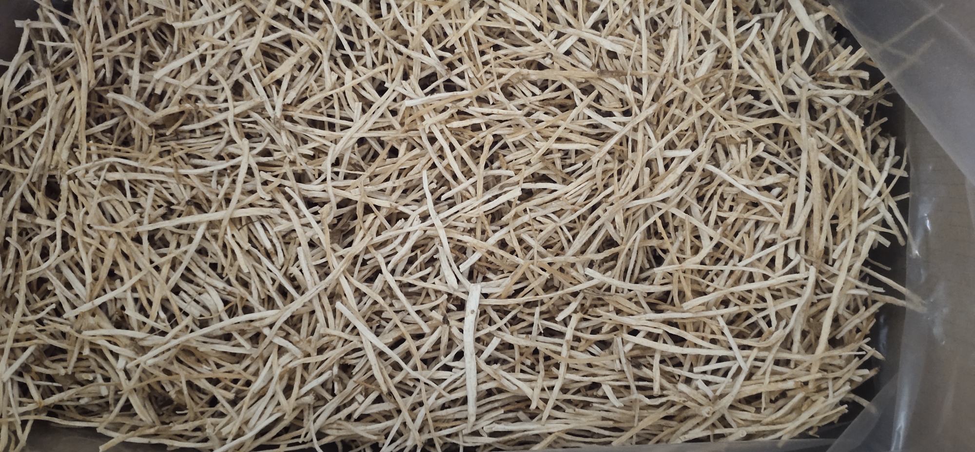 北沙参植株与干燥根部特写