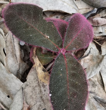 广西十万大山野生虎舌红