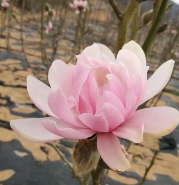 粉美人玉兰玉兰花玉兰花重瓣玉兰百亩玉兰基地