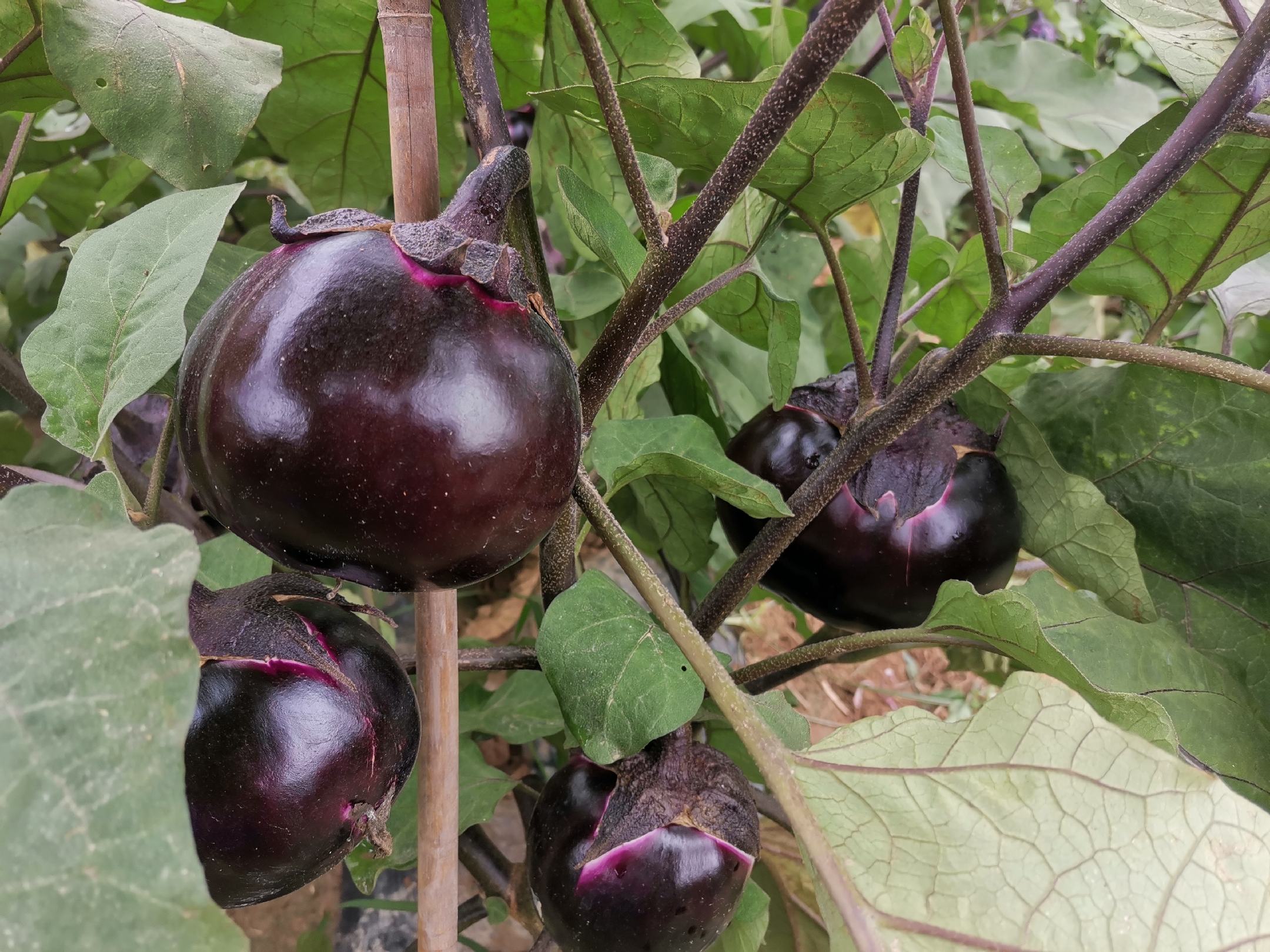 圆茄田间生长场景