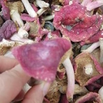 红菇煲汤清香口感非常清甜