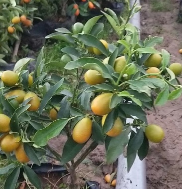 金桔树苗多分枝结果多成活率高
