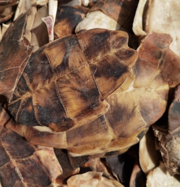 龟板 醋龟板 旱龟板 草龟板非巴西龟正品可药检 质量保证